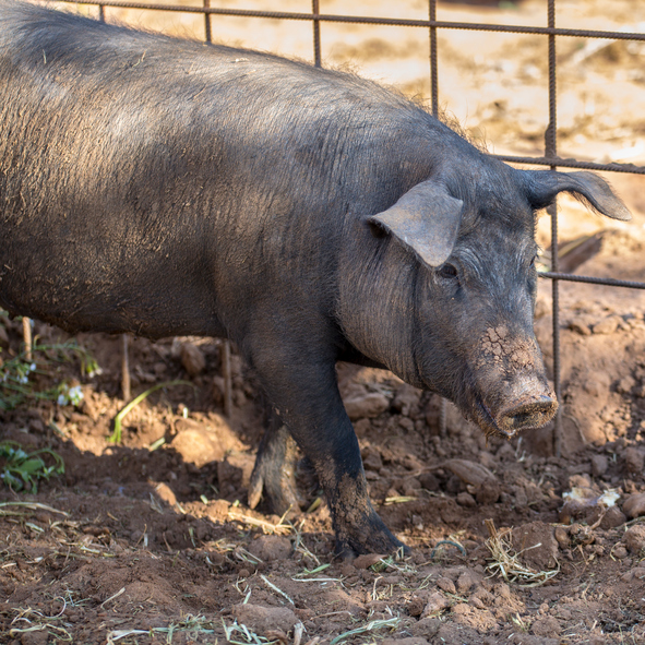 Conociendo un poco más al cerdo ibérico, fuente de los manjares ibéricos Conociendo un poco más al cerdo ibérico, fuente de los manjares ibéricos