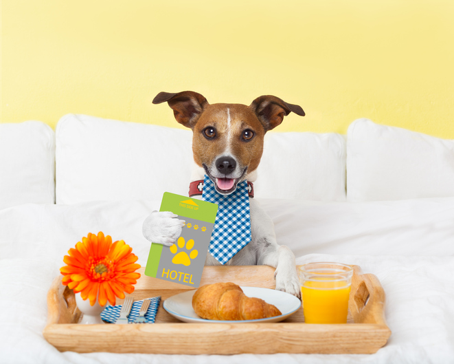 Hoteles de lujo para perros, los mejores del mundo